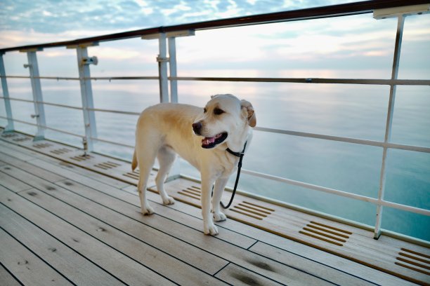 拉布拉多寻回犬图片下载