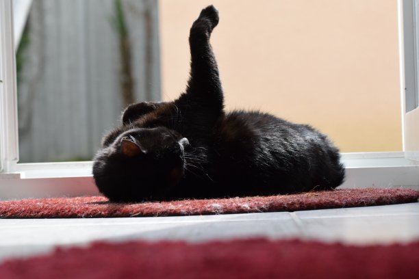 黑色的猫图片下载