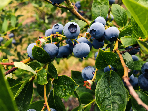 蓝莓图片下载