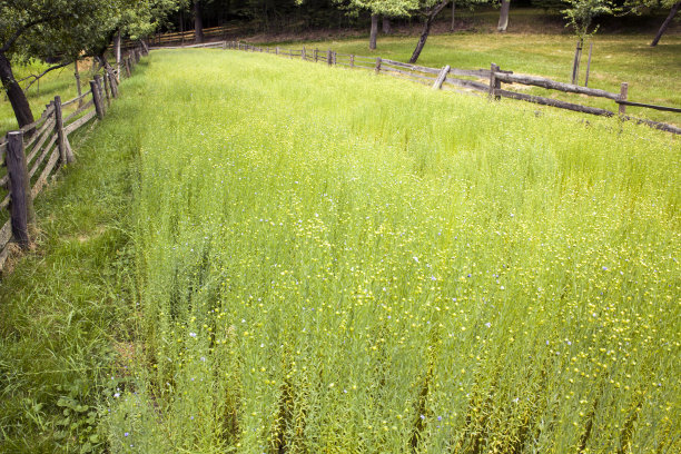 亚麻植物田图片下载