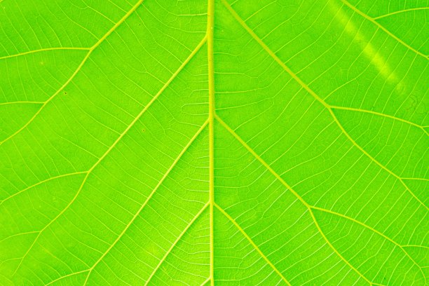 叶子纹理背景。全帧拍摄图片下载