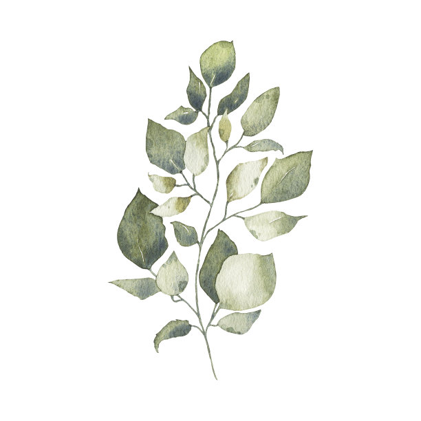 水彩热带绿叶植物，花叶植物，森林草本春天图片下载