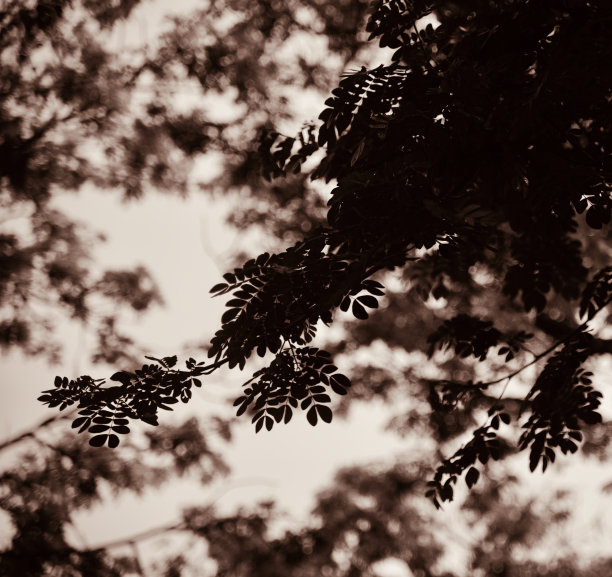 树叶的剪影孤树独特的照片图片下载