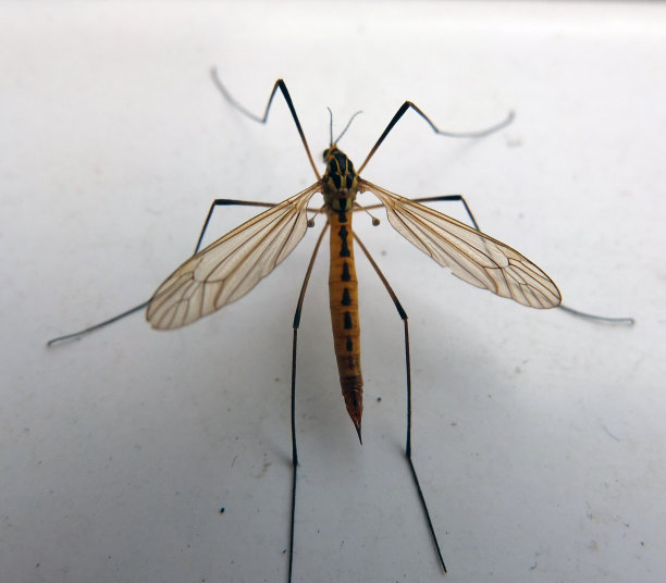 鹤飞(长腿爸爸)近了。图片下载