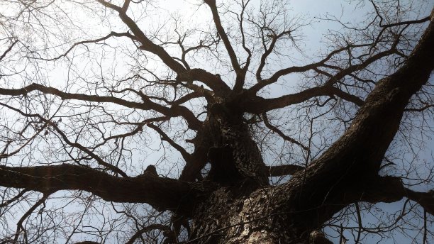 在俄克拉何马州的冬天，树枝与蓝色的天空背景图片下载