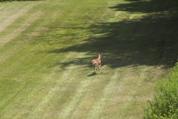 小鹿在院子里嬉戏图片下载
