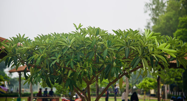 绿叶是一株植物孤立的独特照片图片下载