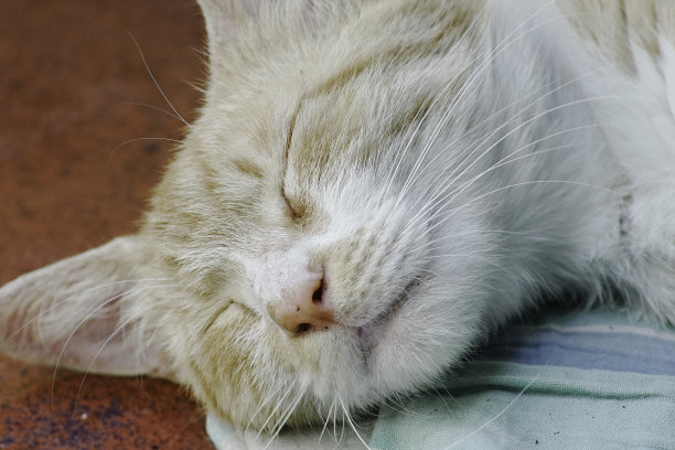 可爱的睡觉猫脸图片下载