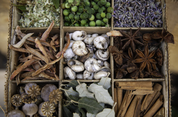 草本及药用植物图片下载