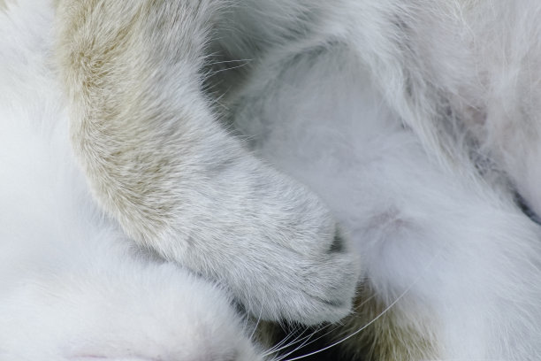 猫的爪子图片下载