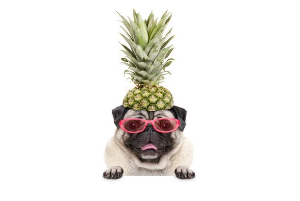 可爱滑稽嬉闹的夏季哈巴狗狗的肖像太阳镜和菠萝帽子，与爪子挂在空白的白色横幅，孤立图片下载