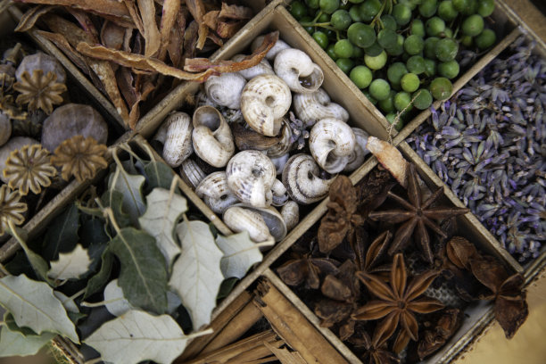 草本及药用植物图片下载