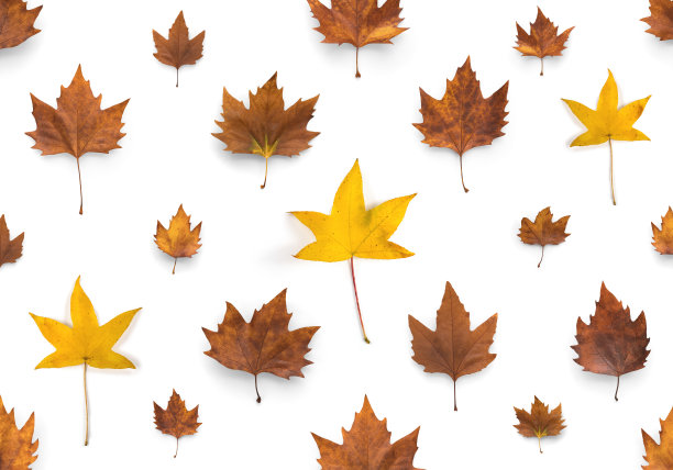 秋季的安排图片下载