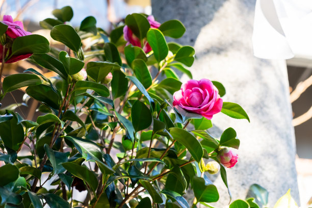 花园里的树上盛开着美丽的粉红色山茶花图片下载