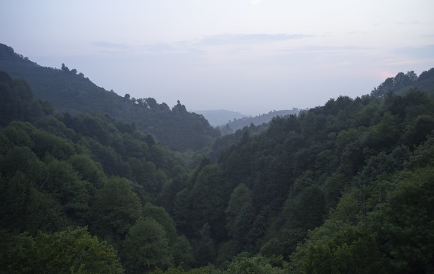 在一个寒冷多雾的日子云杉森林的图片图片下载