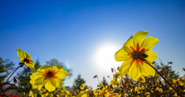 花园中的黄色大丽花特写。晨光。秋天的花。库存图片图片下载
