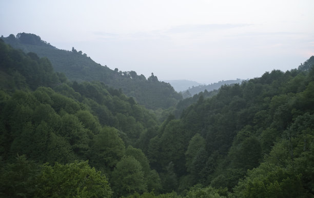 在一个寒冷多雾的日子云杉森林的图片图片下载