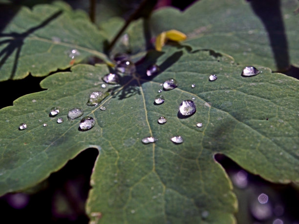 树叶上的晨露反射着阳光图片下载