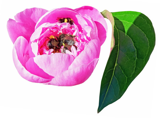 近距离观看粉红色的红艳艳牡丹花满大黄蜂在植物园在夏季莫斯科孤立的白色背景图片下载