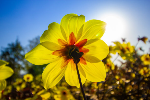 花园中的黄色大丽花特写。晨光。秋天的花。库存图片图片下载