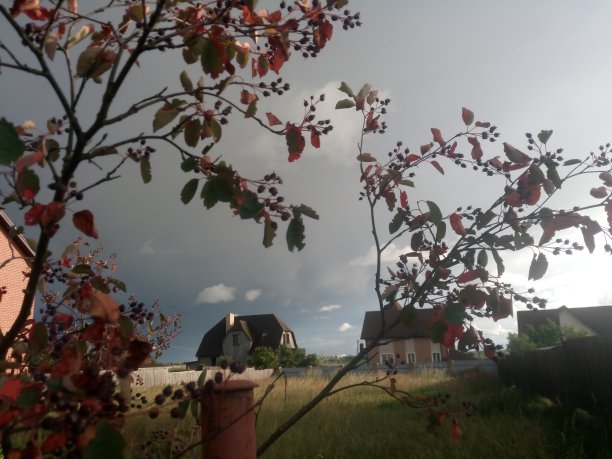 村庄。在暴风雨的天空背景下，树枝上有红色的树叶图片下载