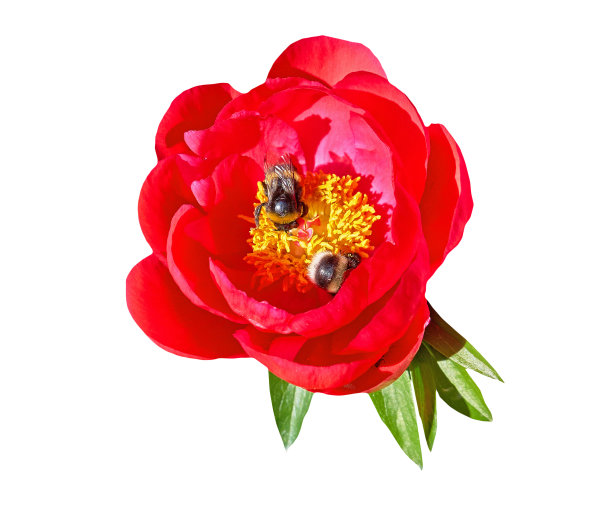 近距离观看粉红色的红艳艳牡丹花满大黄蜂在植物园在夏季莫斯科孤立的白色背景图片下载