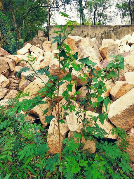 植物和岩石。图片下载