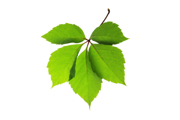 从孤立的带有绿叶的灌木上的枝状叶枝图片下载