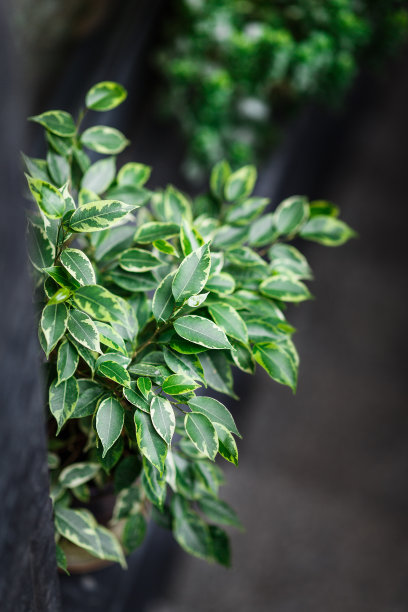 现代室内设计的花盆中的天然植物图片下载