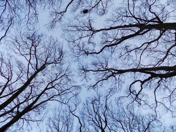 天空中扭曲的树枝图片下载