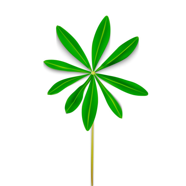 自然色彩的羽扇豆叶在白色的背景。矢量图图片下载