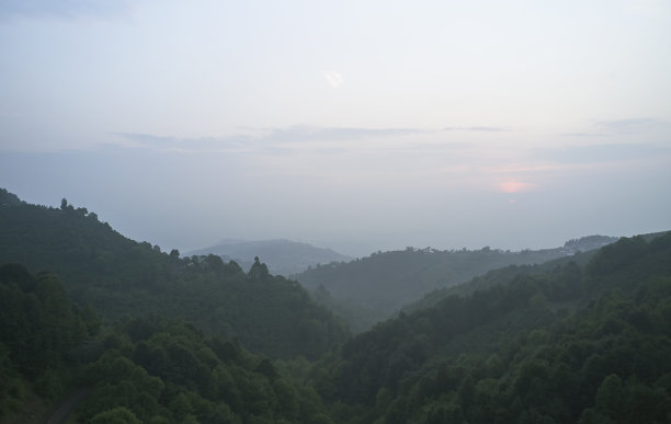 在一个寒冷多雾的日子云杉森林的图片图片下载