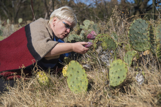 在德克萨斯州，一名成熟的女子在采摘仙人掌成熟的美味浆果图片下载