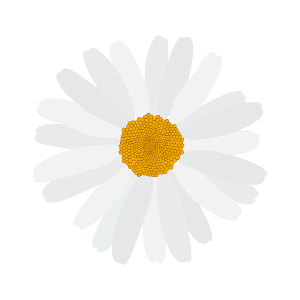 美丽的盛开的雏菊在白色的背景。矢量图图片下载