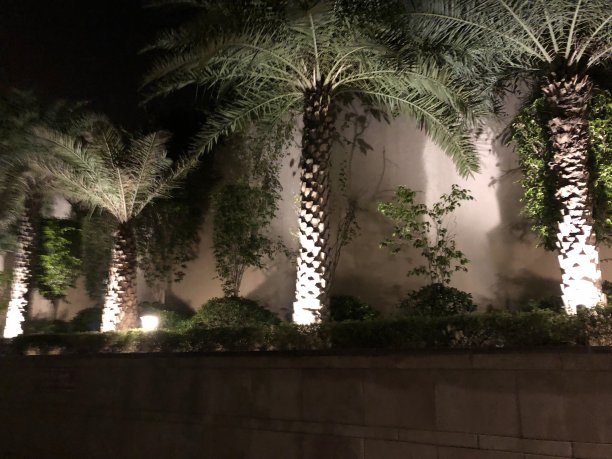 热带异国情调的印度椰子树在晚上通过戏剧性的花园照明聚光灯，棕榈树的叶子和影子在夜间泛光灯图片下载
