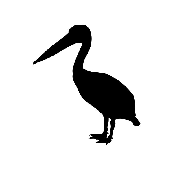 一只鹈鹕站立的剪影图片下载