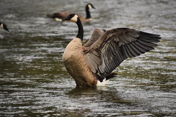 水中的大雁图片下载