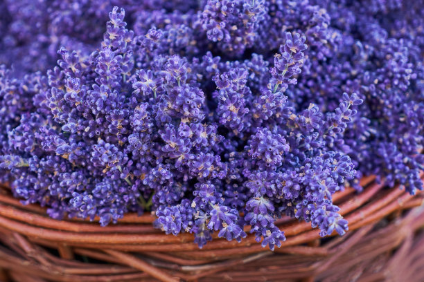 薰衣草花束放在篮子里。夏天的概念图片下载