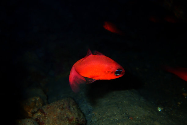 地中海红雀-(红雀)图片下载