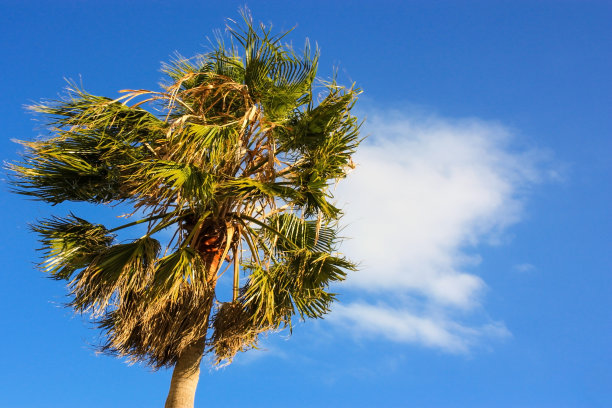 棕榈树映衬着蔚蓝多云的天空。图片下载