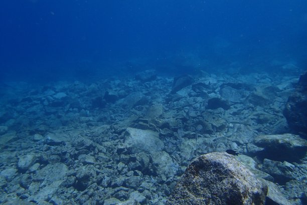 海洋中的鱼图片下载