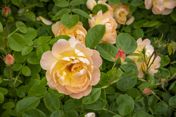 大卫·奥斯汀英国灌木玫瑰杏花甘蓝，奥尔布莱顿，伍尔弗汉普顿图片下载