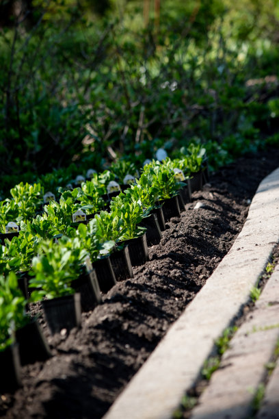 骨植物图片下载