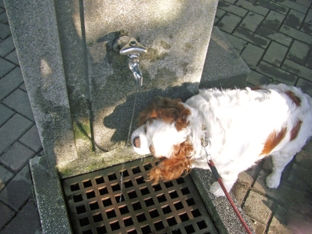 狗的饮用水图片下载