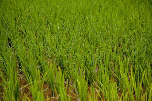 越南北部萨帕村附近山上的稻田图片下载