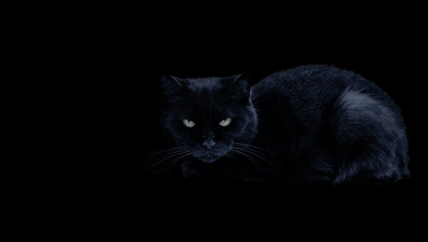 黑色背景上的黑猫。图片下载
