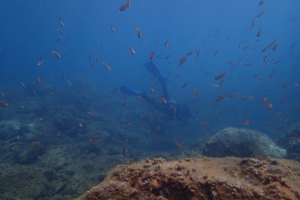 海洋中的鱼图片下载