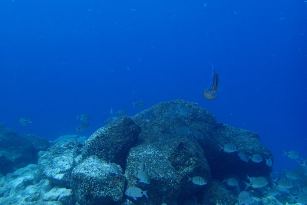 海洋中的鱼图片下载
