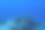 海洋中的鱼图片下载