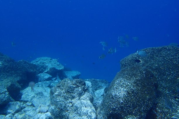 海洋中的鱼图片下载